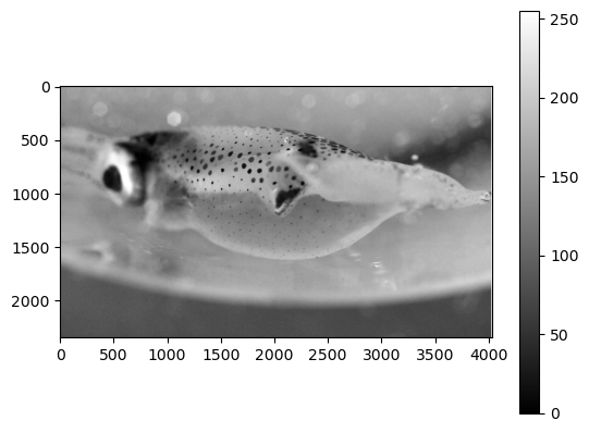 1. Image Analysis — Data Analysis Techniques in Marine Science